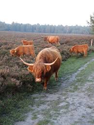 Vrouw gespietst door Schotse Hooglander
