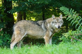 wolf-1583200_1280